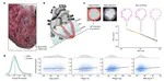 Genetic and functional insights into the fractal structure of the heart